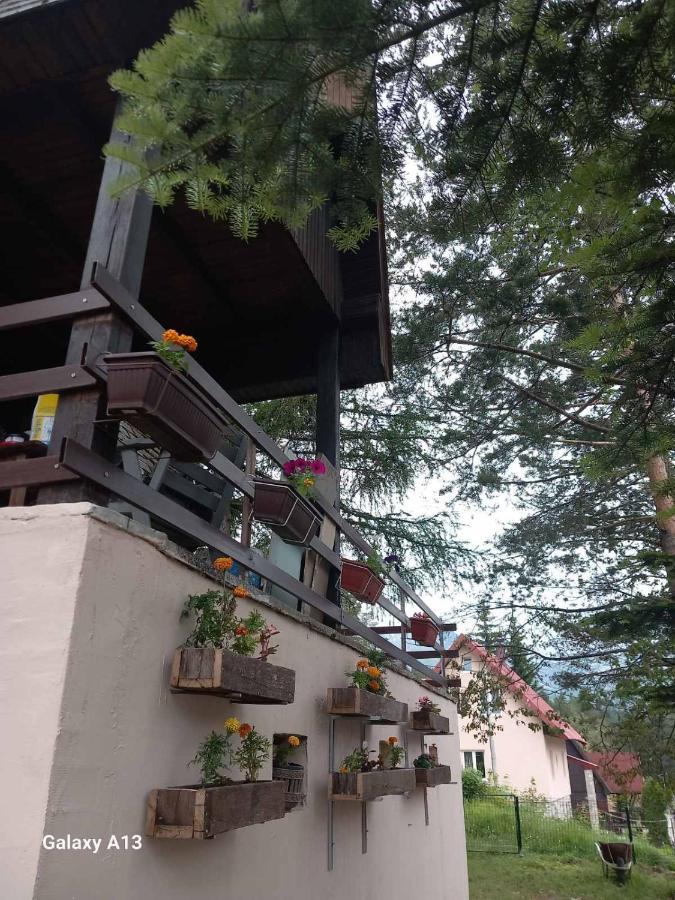 Villa Vikendica Malovic à Žabljak Extérieur photo